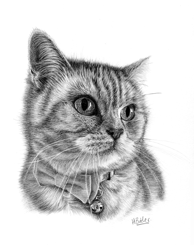 tabby cat pencil portrait