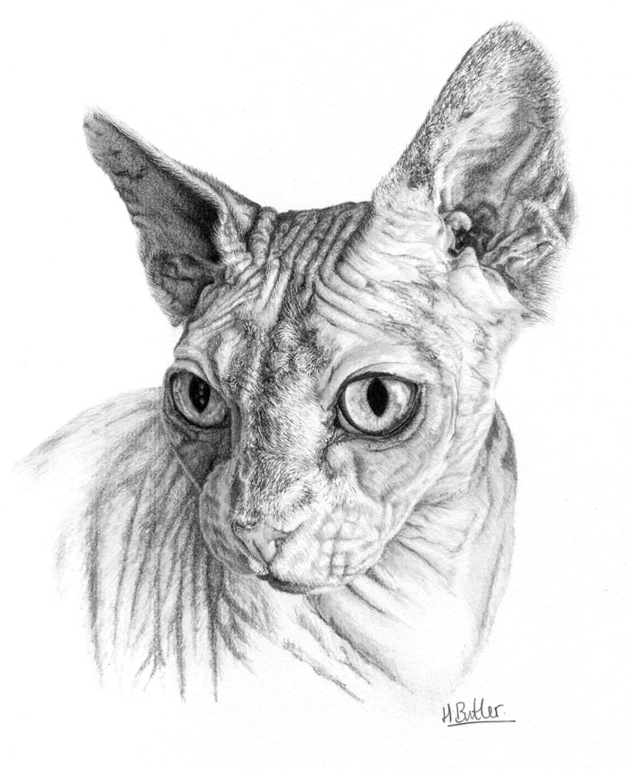 tabby cat pencil portrait