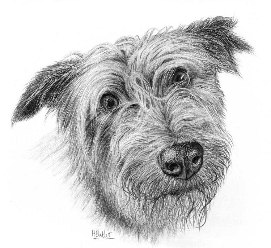 dog pencil portrait