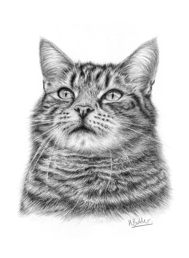 tabby cat pencil portrait