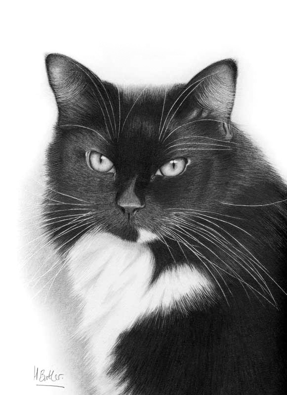 cat pencil portrait