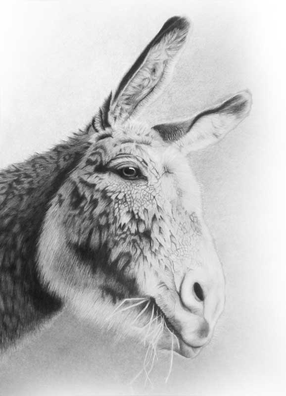 donkey pencil portrait