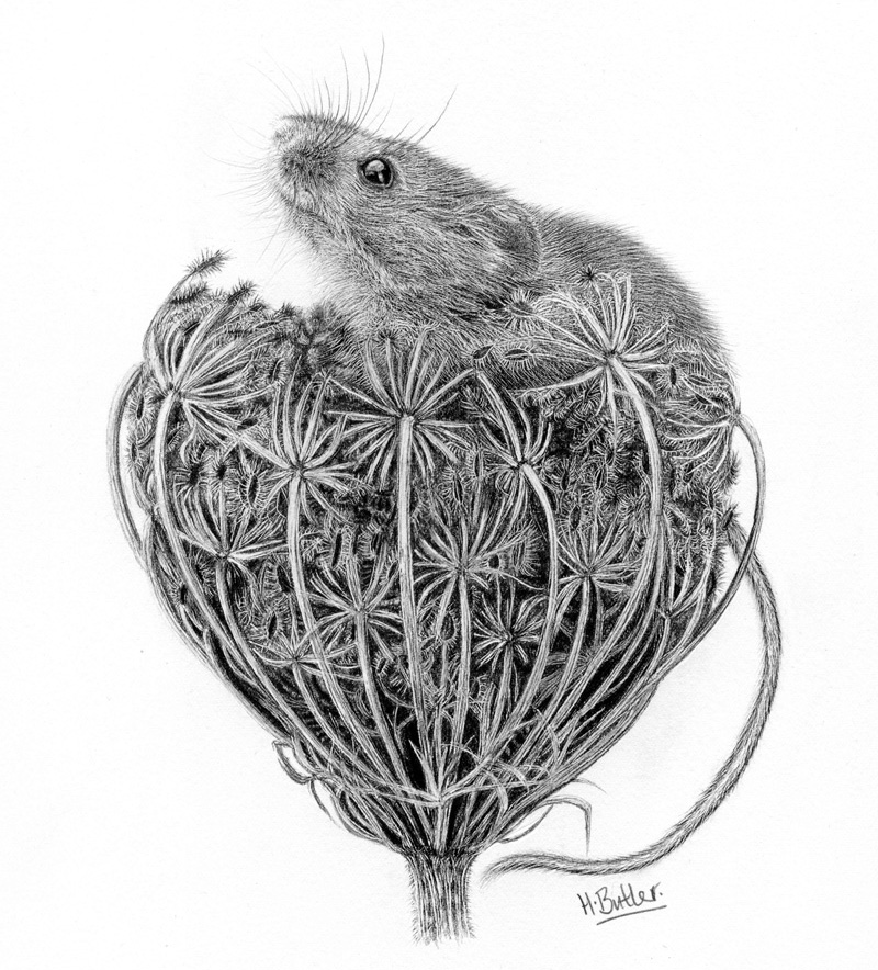 Harvest mouse