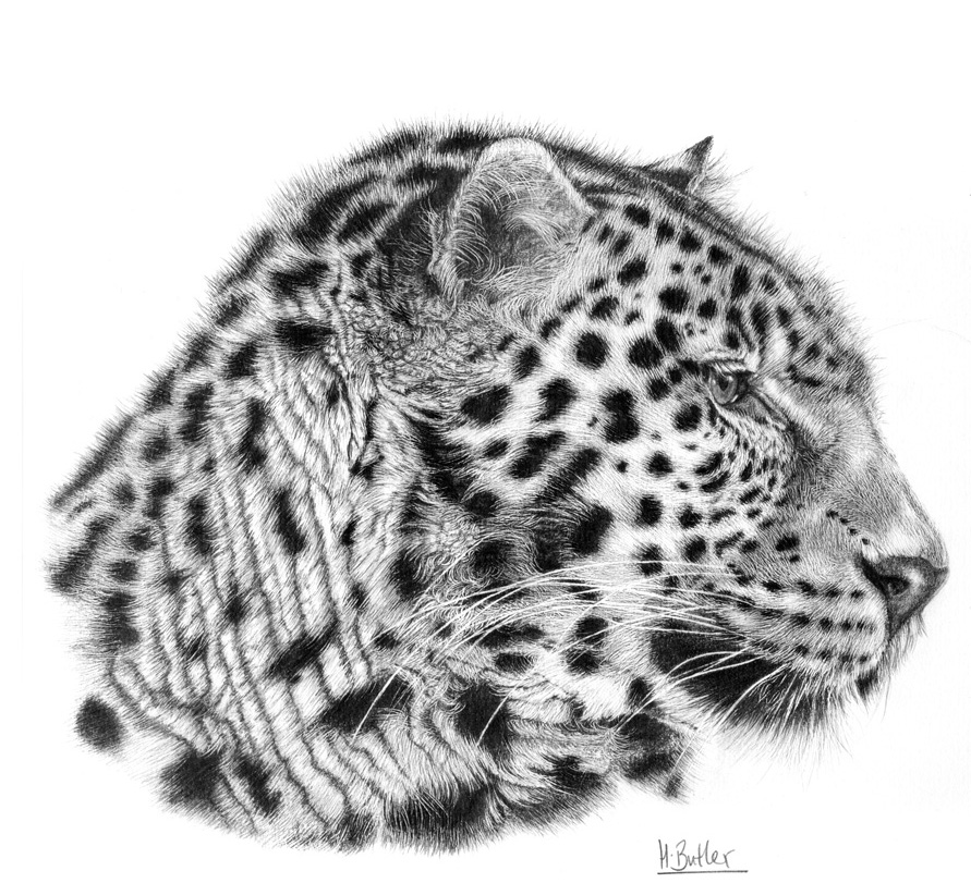 leopard