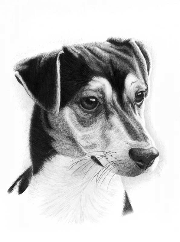 dog pencil portrait