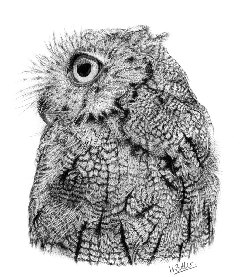 screech owl