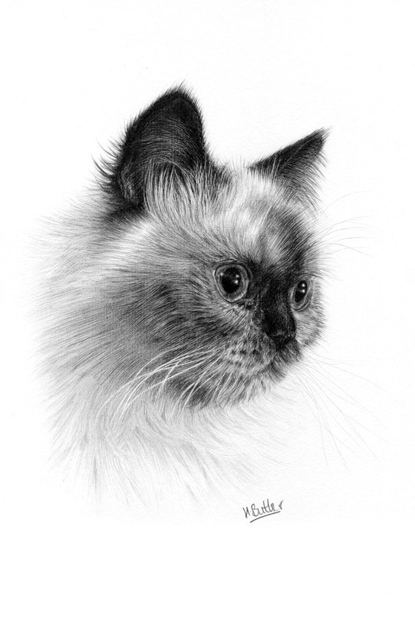 cat pencil portrait