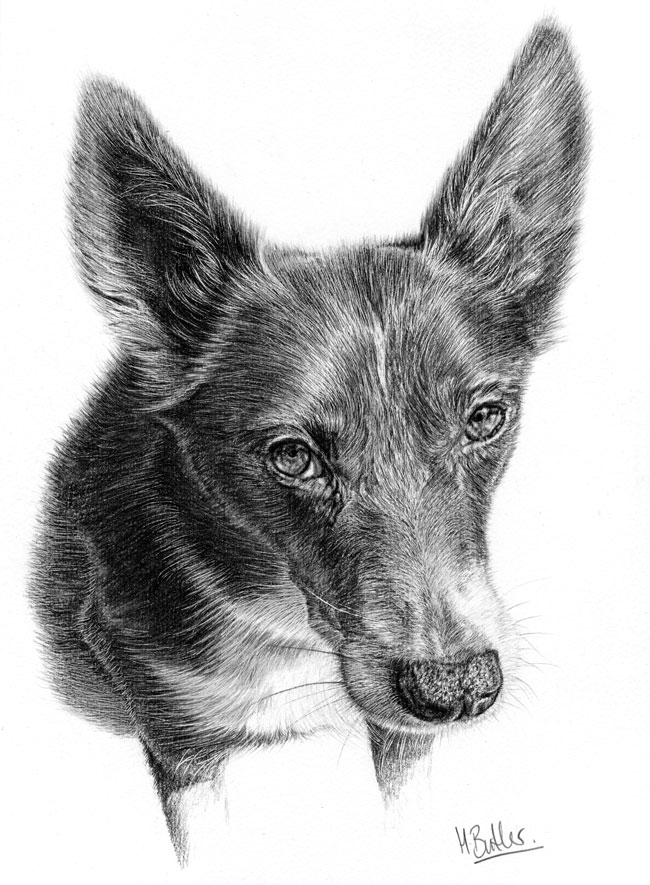 puppy pencil portrait