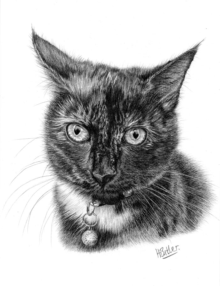 tabby cat pencil portrait