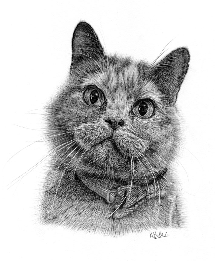 tabby cat pencil portrait