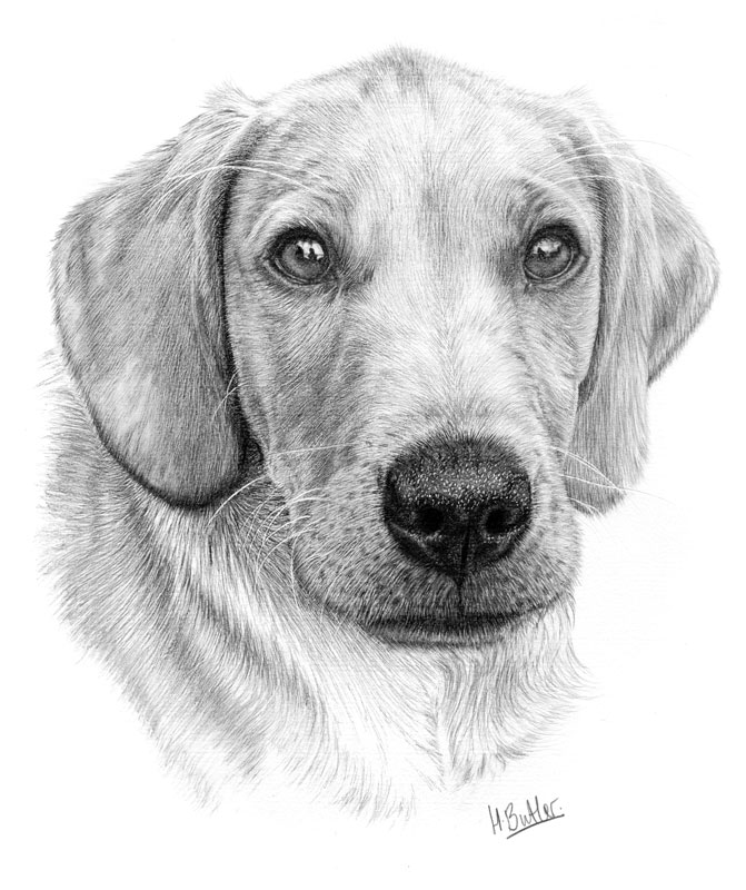 puppy pencil portrait