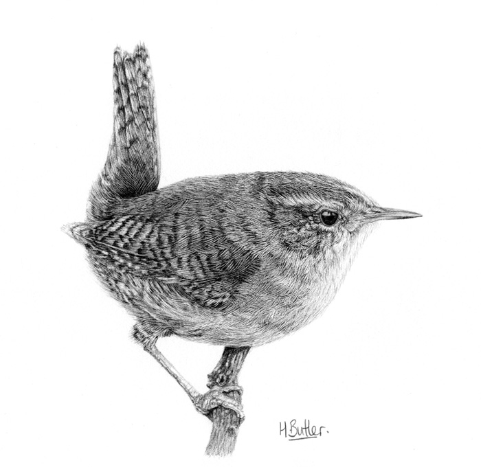 Wren